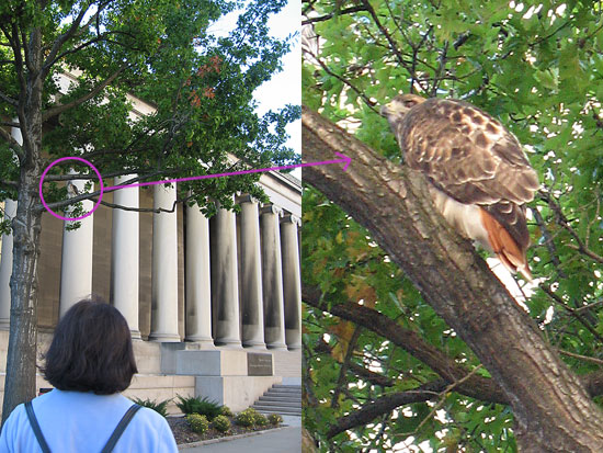 red-tailed hawk, 2006