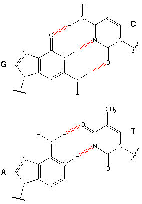 Figure 4a. Hydrogen bonds in natural base pair (bp) 