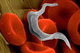 image of malaria organisms