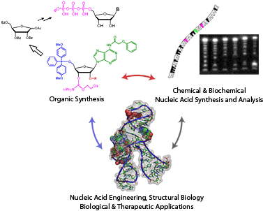 diagram showing relationship between Organic Synthesis, Chemical and Biochemical Nucleic Acid Synthesis and Analysis and Nucleic Acid Engineering, Structural Biology, and Biological and Therapeutic Applications