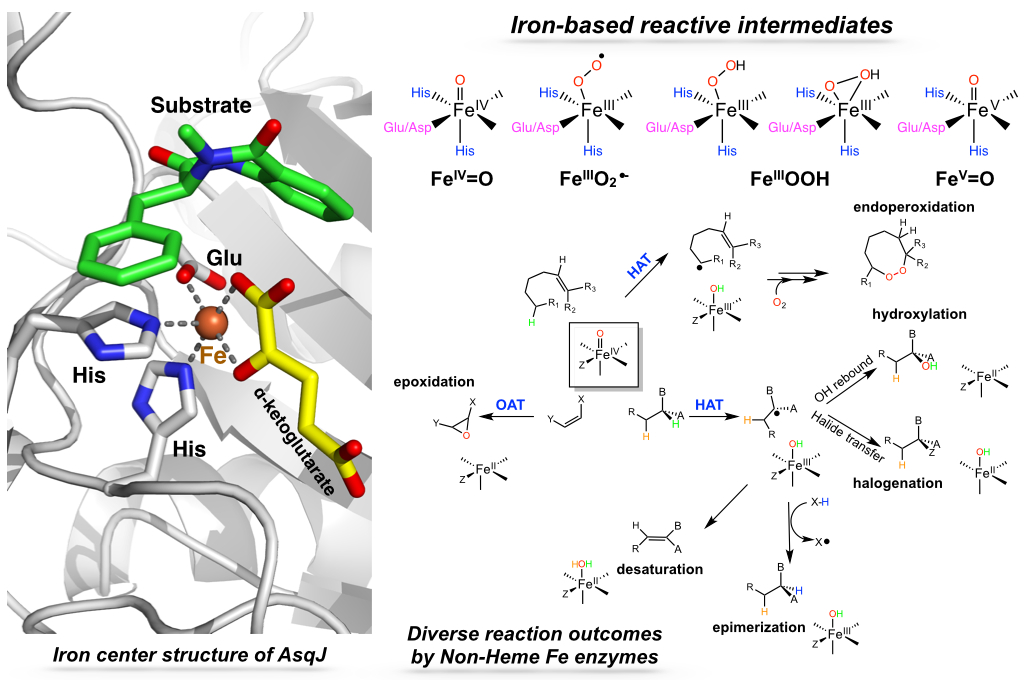 diagram of iron-based reactive intermediates and diverse reaction outcomes by NHM-Fe enzymes