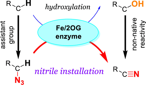 repurposing Fe/2OG enzymes