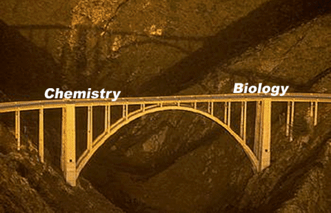photo of bridge connecting "biology" and "chemistry"