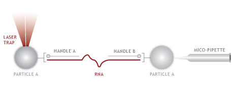 diagram of Mandal Laboratory work