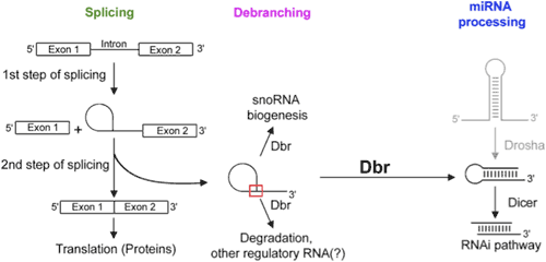 splicing, debranching, and miRNA processing illustration