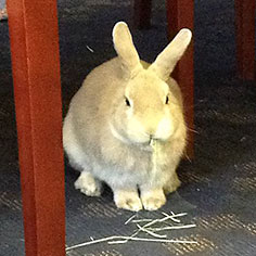 photo of Biscuit the bunny