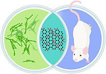 image of petri dishes and mouse